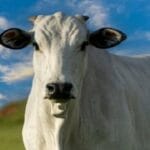 اونگل گائے:41 کروڑ میں فروخت ہونے والی اس گائے میں کیا خاص بات ہے؟