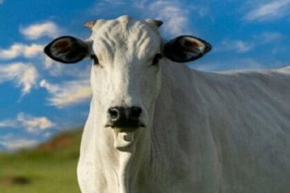 اونگل گائے:41 کروڑ میں فروخت ہونے والی اس گائے میں کیا خاص بات ہے؟